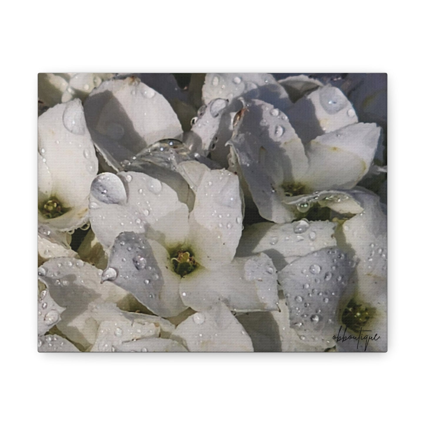 Elegant Floral Canvas Gallery Wraps - White Flowers with Dewdrops - Perfect Wall Art for Home Decor - Ormond Beach Boutique